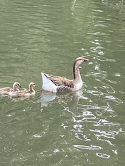Anser anser domesticus × anser cygnoides domesticus