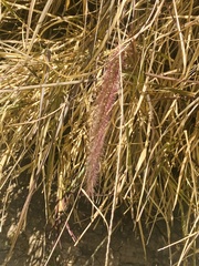 Cenchrus polystachios