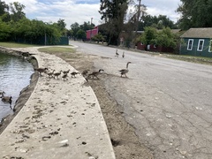 Anser anser domesticus × anser cygnoides domesticus