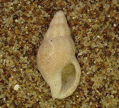 Cominella accuminata