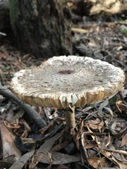 Macrolepiota bonaerensis