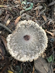 Macrolepiota bonaerensis