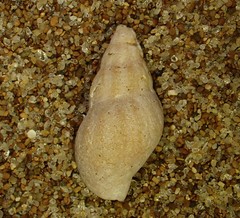 Cominella accuminata