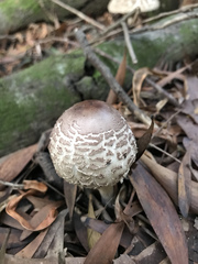 Macrolepiota bonaerensis