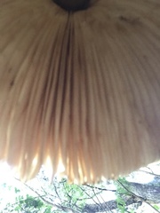 Macrolepiota bonaerensis