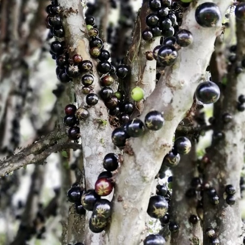 Jaboticaba (Plinia cauliflora)