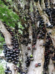 Plinia cauliflora
