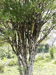 Plinia cauliflora