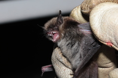 Myotis mystacinus