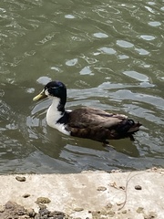 Anas platyrhynchos domesticus