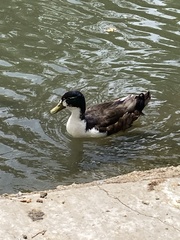 Anas platyrhynchos domesticus