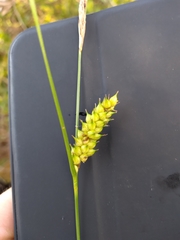 Carex striata