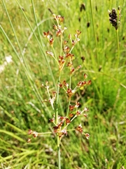 Juncus rugosus