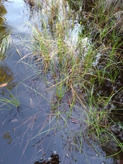Carex striata