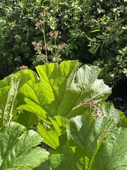 Darmera peltata
