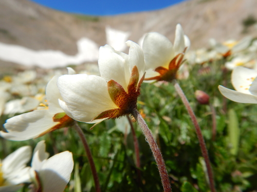 Hooker's eight-petal mountain-avens (Dryas hookeriana)