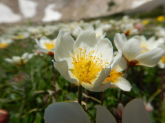 Dryas octopetala