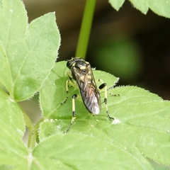 Macrophya senacca