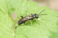 Macrophya senacca