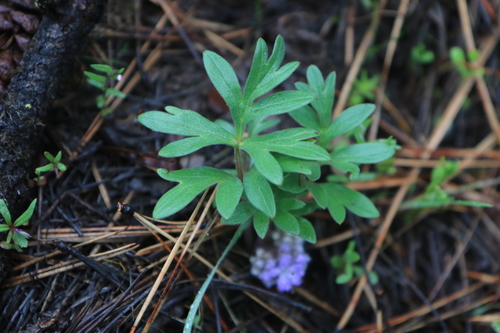 Image of Alpine Waterleaf (Hydrophyllum alpestre) by no rights reserved