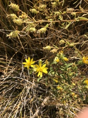 Grindelia fraxinipratensis