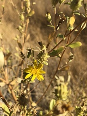 Grindelia fraxinipratensis