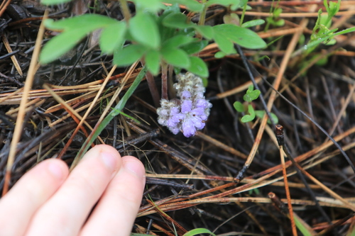 Image of Alpine Waterleaf (Hydrophyllum alpestre) by no rights reserved