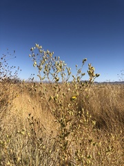 Grindelia fraxinipratensis