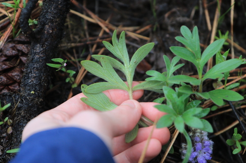 Image of Alpine Waterleaf (Hydrophyllum alpestre) by no rights reserved