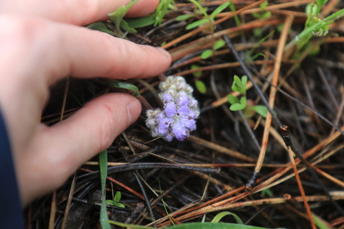 Image of Hydrophyllum alpestre by no rights reserved