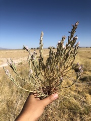 Chloropyron tecopense