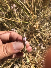 Chloropyron tecopense