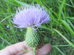 Cirsium engelmannii