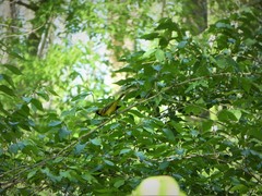 Icterus spurius spurius