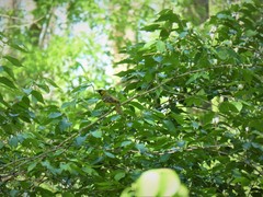Icterus spurius spurius