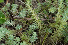 Petrosedum orientale