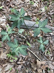 Sanicula smallii