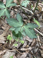 Sanicula smallii