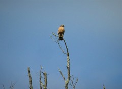 Buteo lineatus lineatus