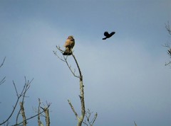 Buteo lineatus lineatus