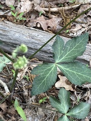 Sanicula smallii
