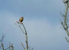 Buteo lineatus lineatus