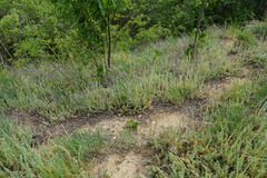 Petrosedum orientale