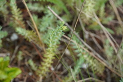 Petrosedum orientale