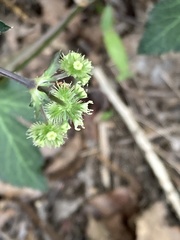 Sanicula smallii