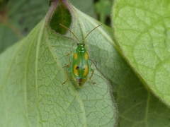 Diabrotica porracea