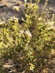 Ericameria albida