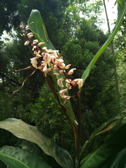 Alpinia formosana