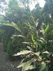 Alpinia formosana