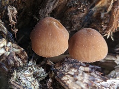 Psathyrella pseudovernalis